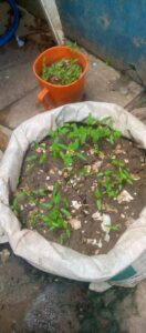 A crop growing in its early stages growing directly from the sack. Photo Okpara Osim Foundation.