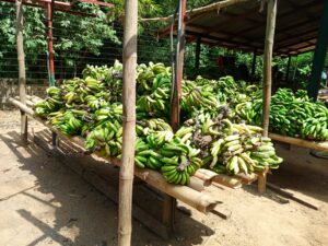 Drills typically feed on fruits such as pawpaw and banana. Credit: Promise Eze/Prime Progress Drills typically feed on fruits such as pawpaw and banana. Credit: Promise Eze/Prime Progress