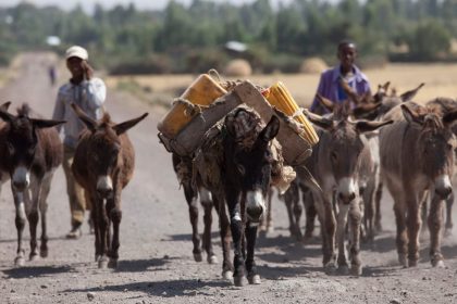 Donkeys20cropped