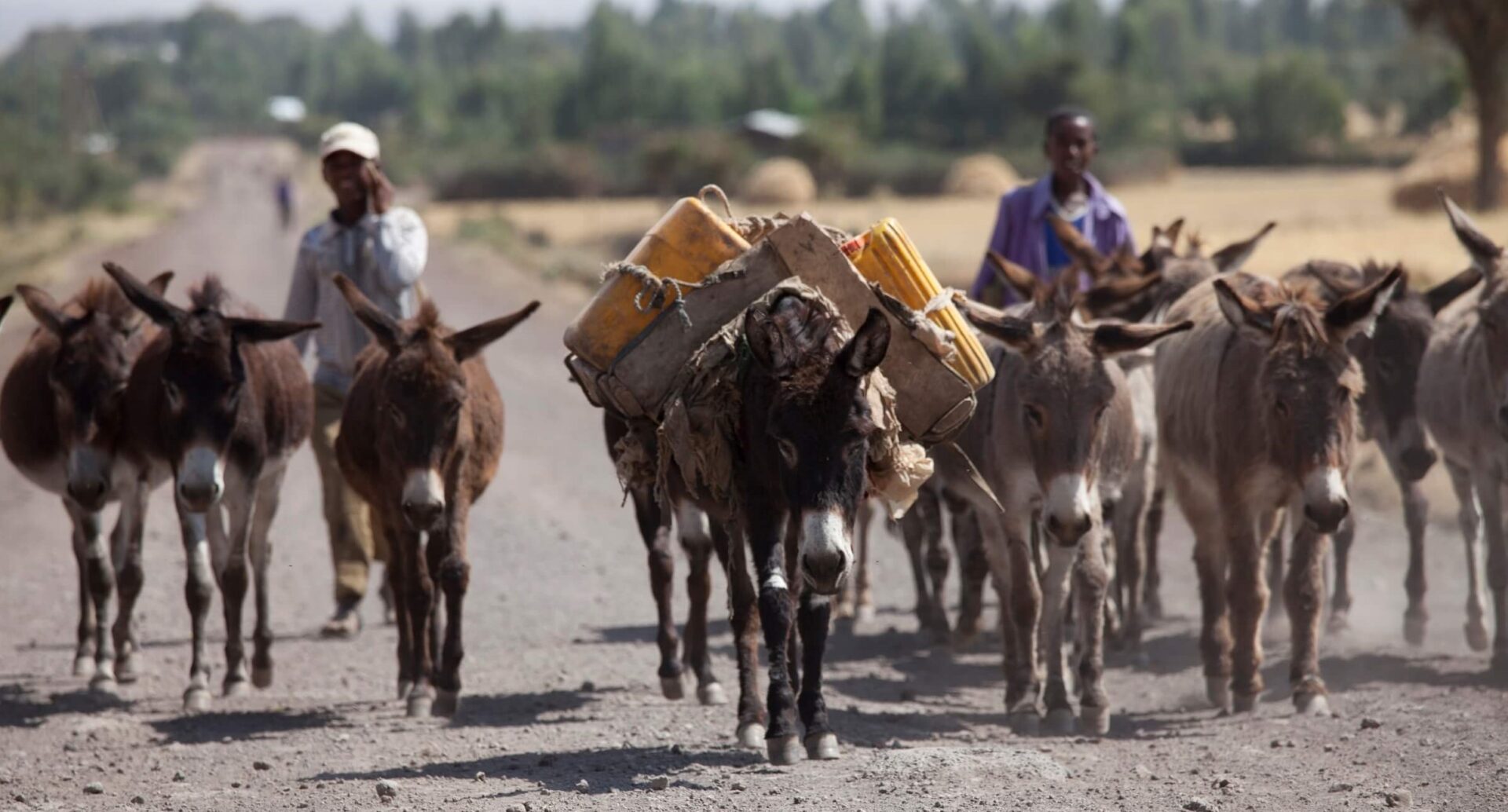 Donkeys20cropped