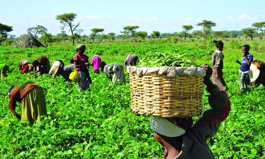 Farmers at Work in their Various Farms