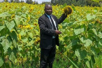 Sunflower Farming 6 big28129