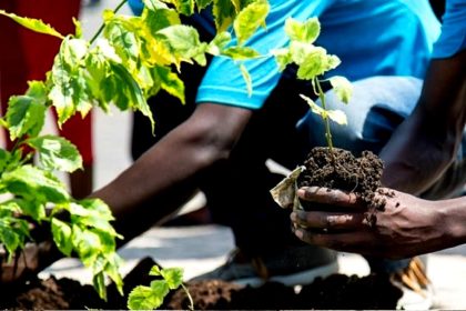 Tree planting