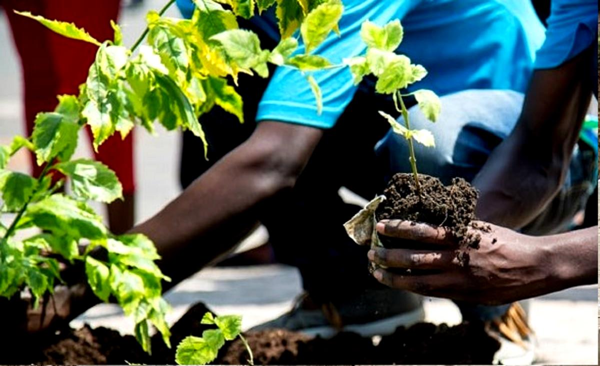 Tree planting