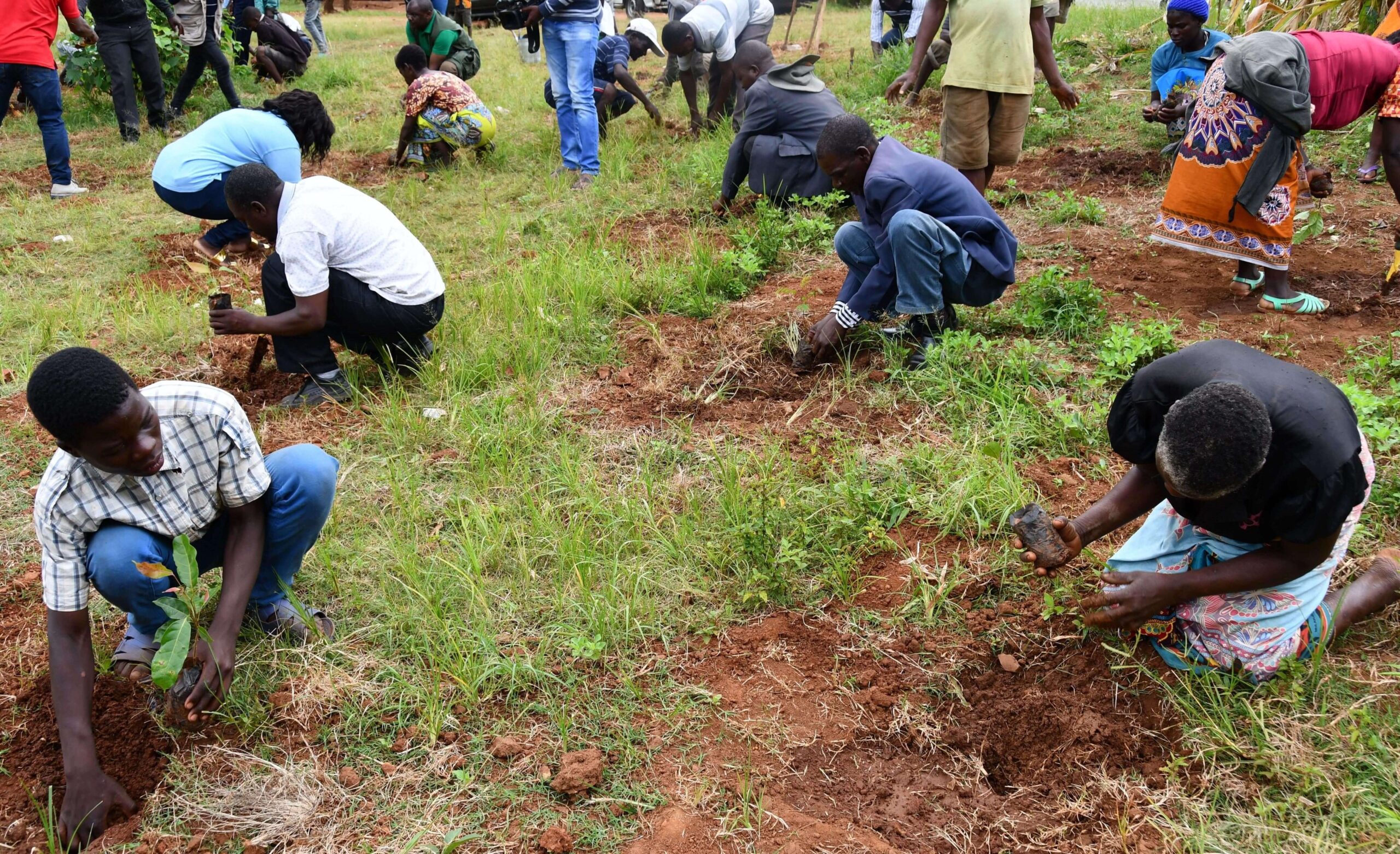 tree planting.aa 12812928129 scaled