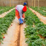 KENYA CLIMATE SMART FARMING 6 small