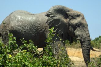 mwaluganje elephant sanctuary 069