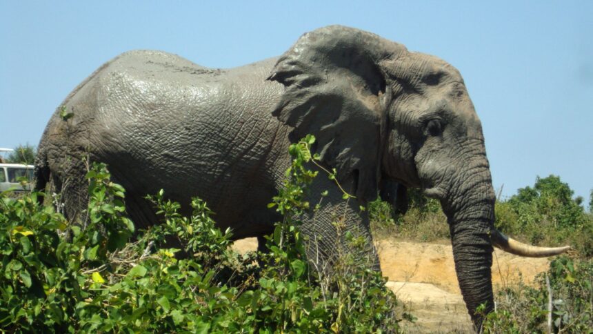 mwaluganje elephant sanctuary 069