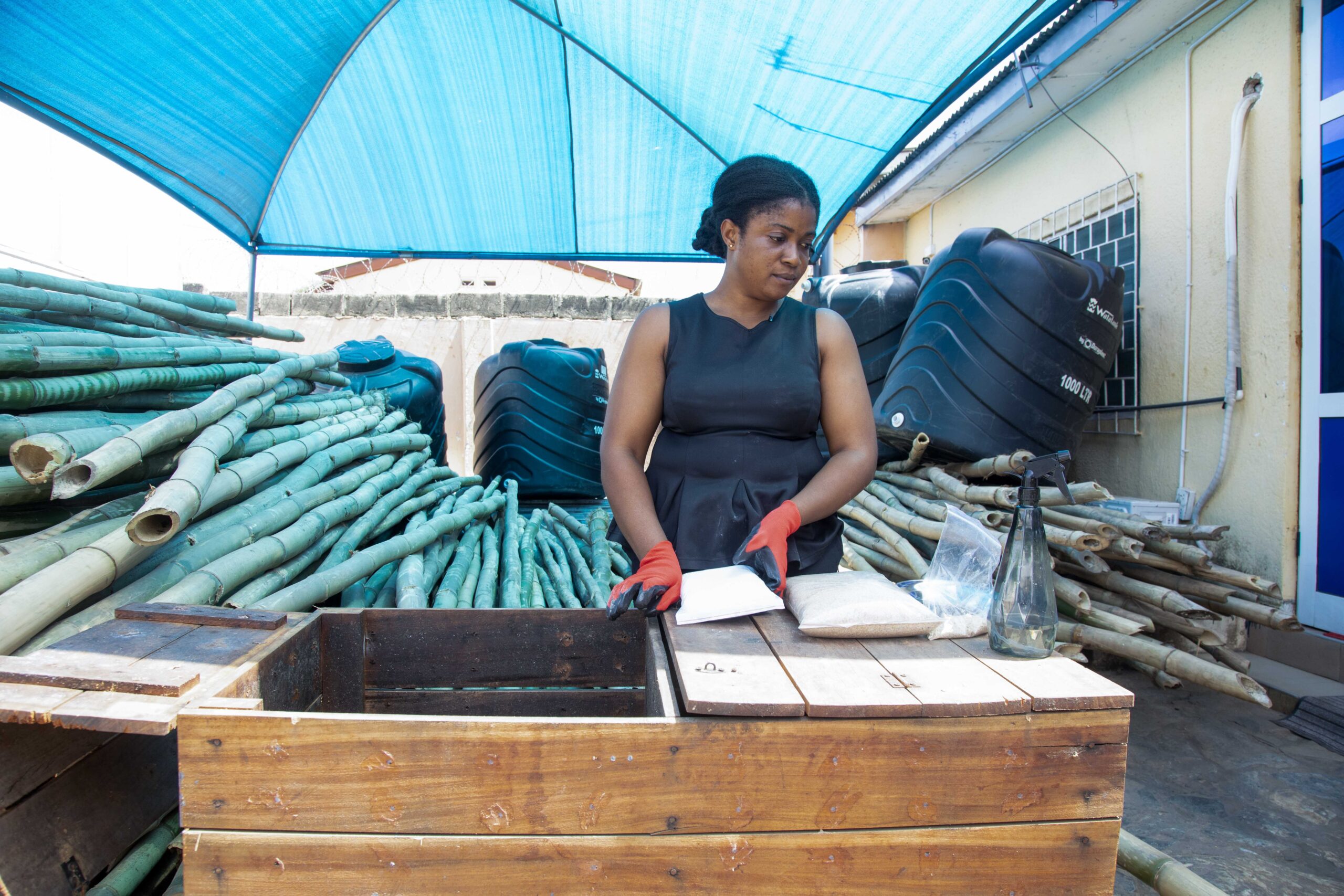 Ghana Snails 4