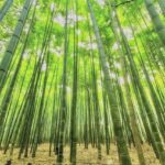 A bamboo grove. Photo credit: Unsplash.