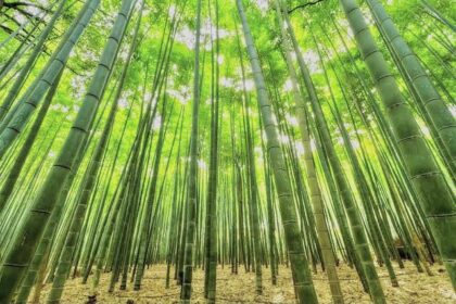A bamboo grove. Photo credit: Unsplash.