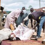 A scene where a cow was slaughtered during Eid celebration. Photo credit: Sadiq Mustapha.