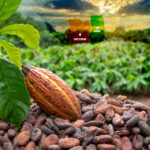 Ghana and Cote d’Ivoire look to reshape the world's cocoa industry; Africa holds more than 75% of global production. Photo credit: Bird story agency