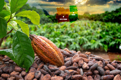 Ghana and Cote d’Ivoire look to reshape the world's cocoa industry; Africa holds more than 75% of global production. Photo credit: Bird story agency