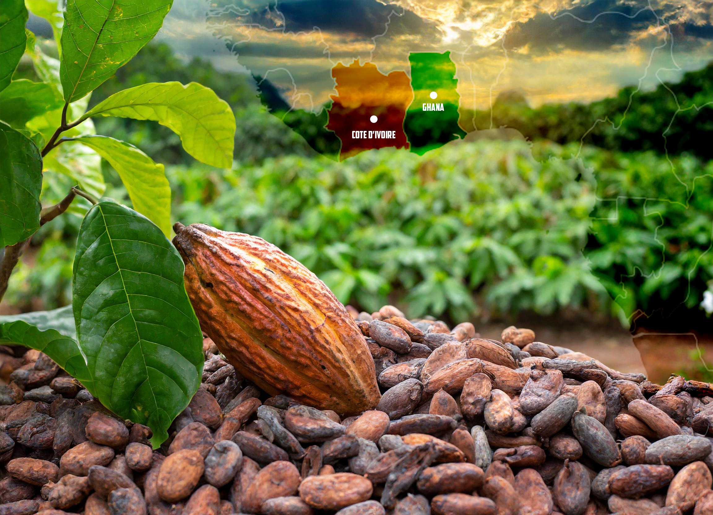 Ghana and Cote d’Ivoire look to reshape the world's cocoa industry; Africa holds more than 75% of global production. Photo credit: Bird story agency