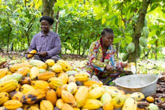 Two women working in a cocoa farm.