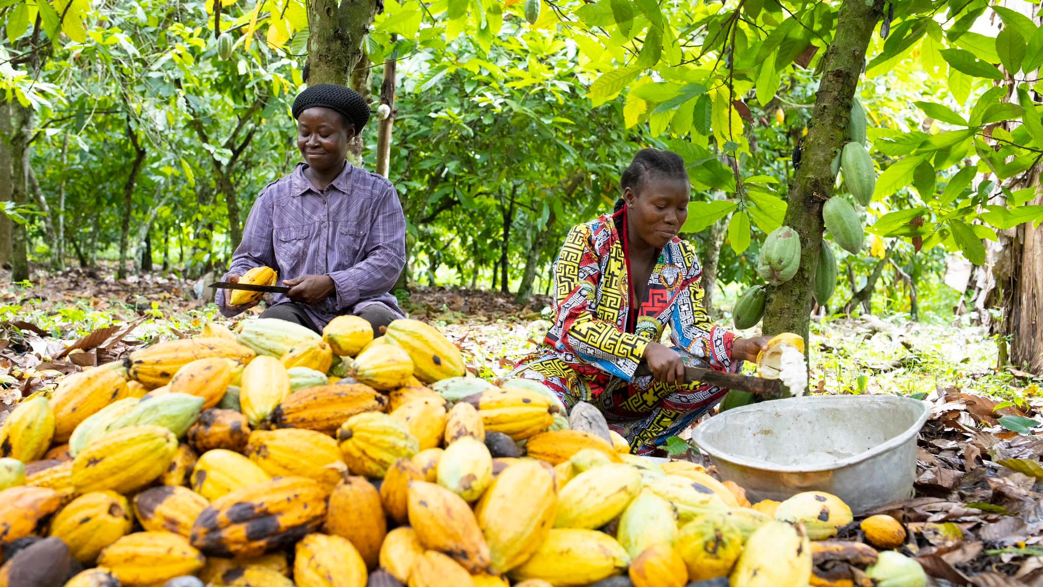 Two women working in a cocoa farm.