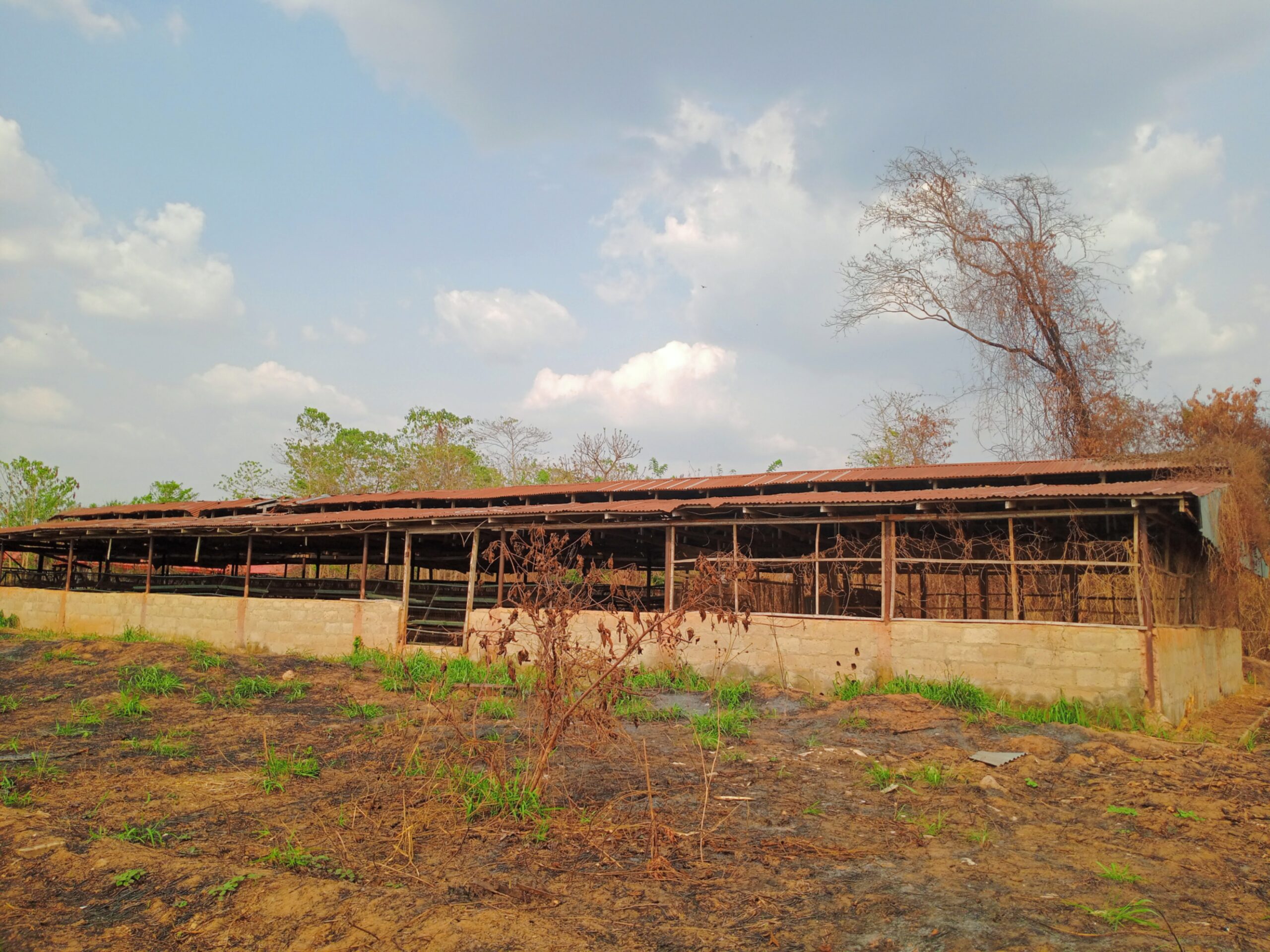 The forgotten poultry in Government College Oye Ekiti Poultry.