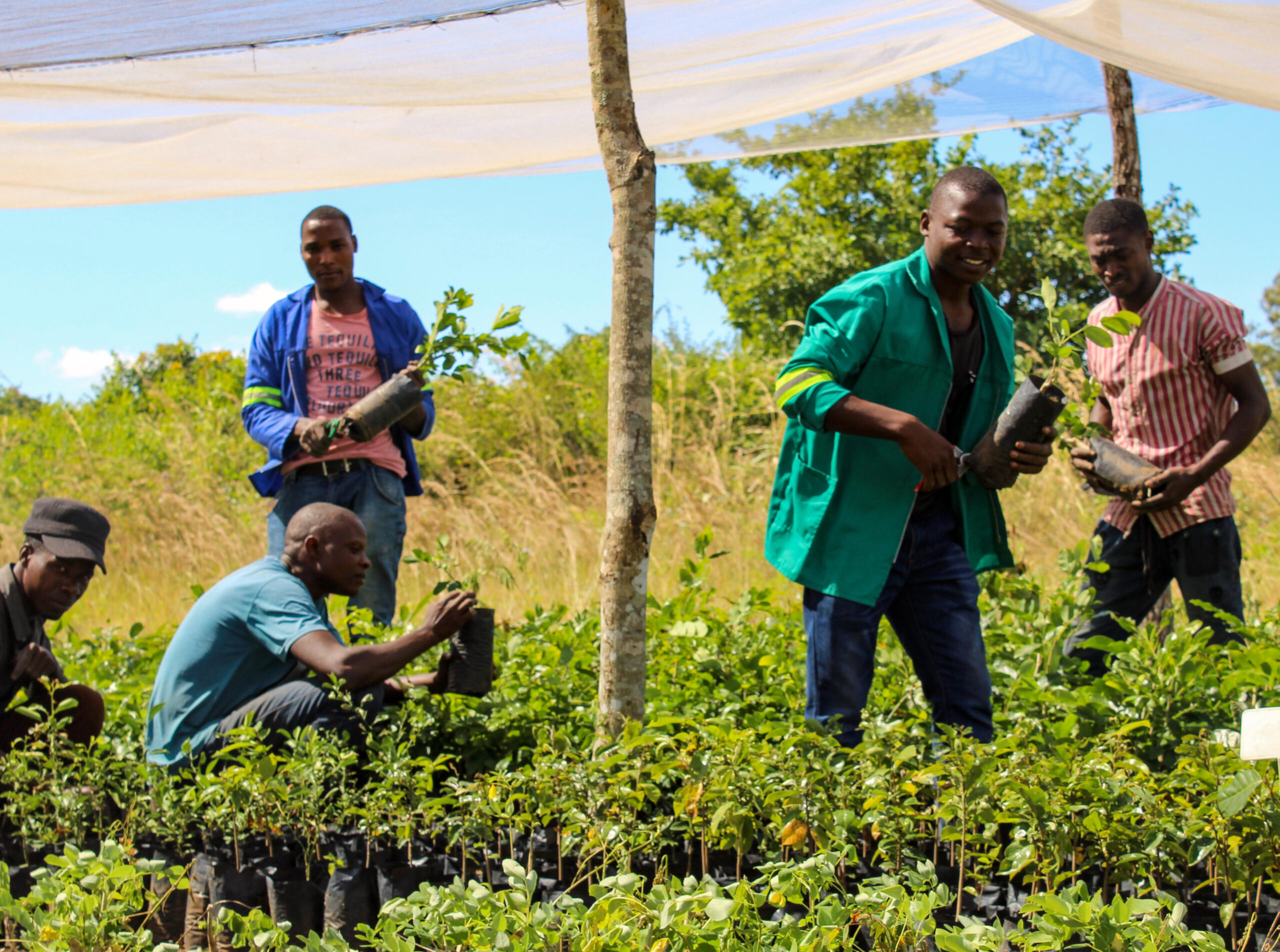 Farmers during training by CRIMAS, OARZA, and FAE, Almeida's startup. Photo credit: Almeida