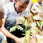 Ali Yerima trying to adjust and water a newly planted tree in Gomboru Liberty Area, Borno State. Photo credit: Rukaiya Ahmed Alibe