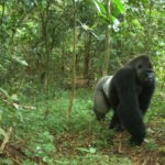 Cross River gorilla. Photo credit: WCS Calabar