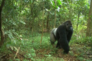 Cross River gorilla. Photo credit: WCS Calabar