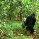 WCS Cross River gorilla