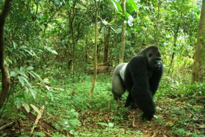 WCS Cross River gorilla