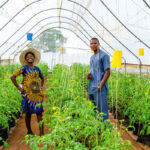 Soilless farm lab