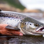 Africa targets luxury fish exports with pioneer salmon farming 0002 African Aquaculture Norwegian Salmon 2500px jpg (1)
