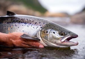 Africa targets luxury fish exports with pioneer salmon farming 0002 African Aquaculture Norwegian Salmon 2500px jpg (1)
