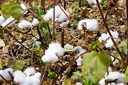 Cameroon s cotton revival knits past resilience to future gain (1)