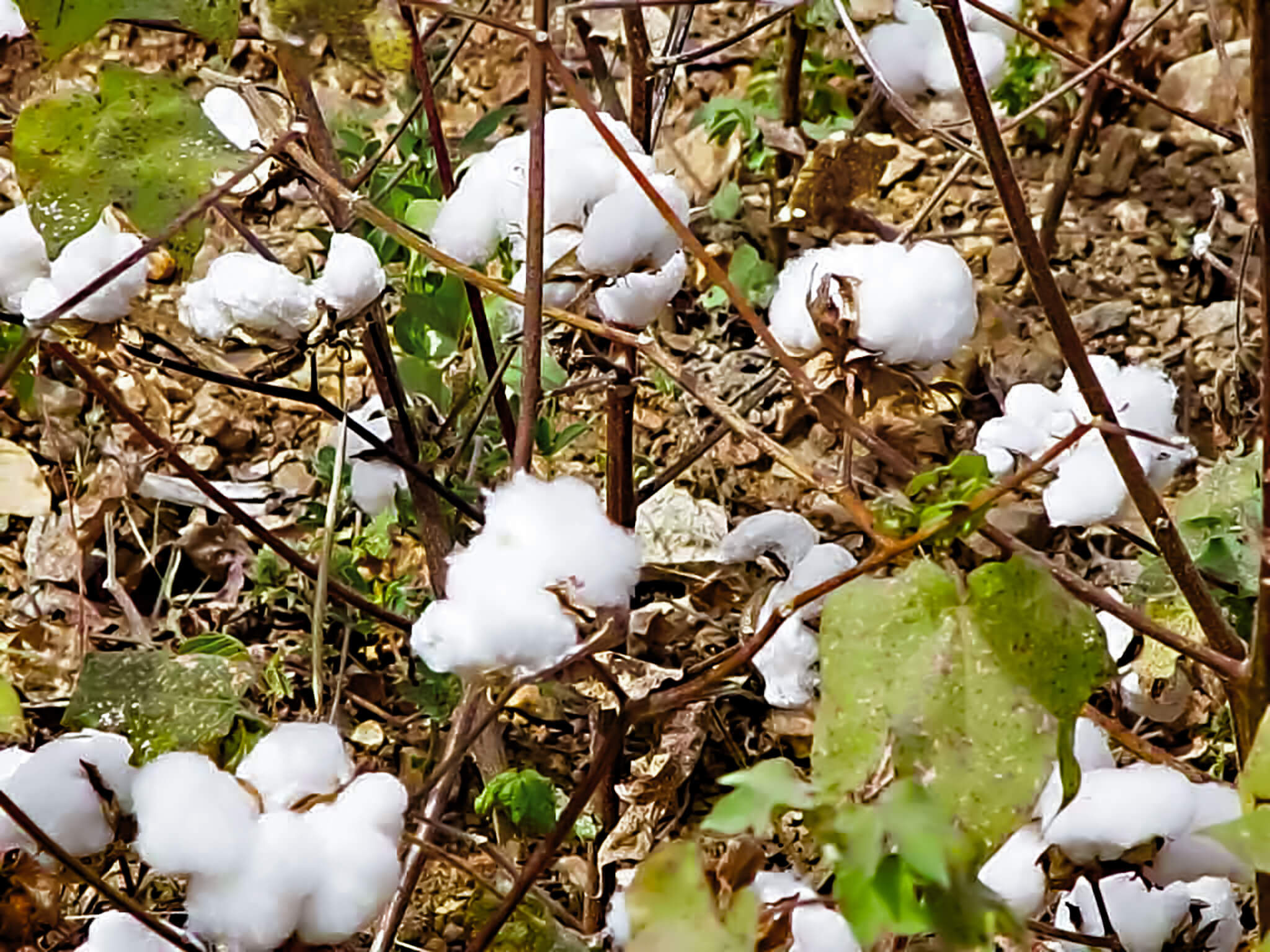 Cameroon s cotton revival knits past resilience to future gain (1)