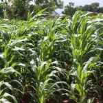 A maize farm