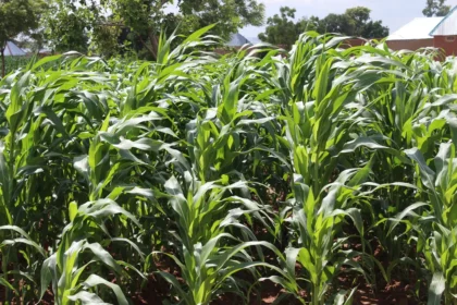 A maize farm