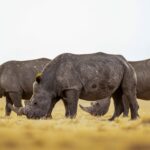 White rhinos that are to be released to the parks' grazing. Photo Courtesy: African Parks