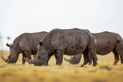 White rhinos that are to be released to the parks' grazing. Photo Courtesy: African Parks