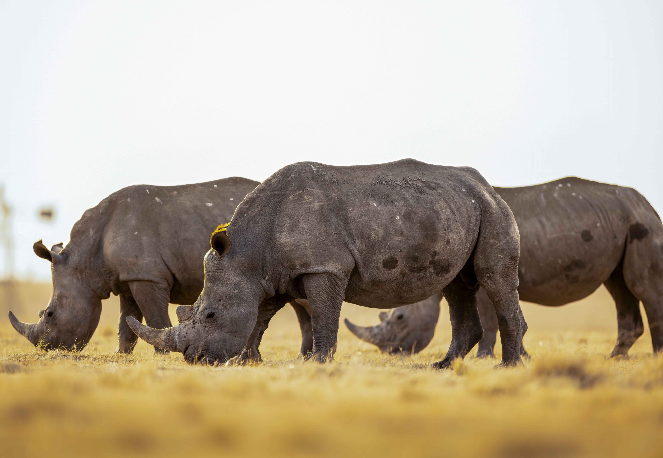 White rhinos that are to be released to the parks' grazing. Photo Courtesy: African Parks