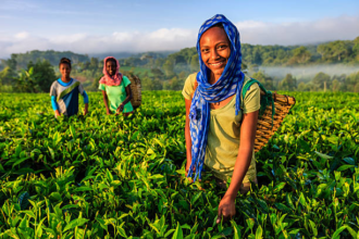 open society foundations africa agri food development programme initiative cover 20181118 02324786