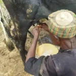 Abubakar Garba milking a cow
