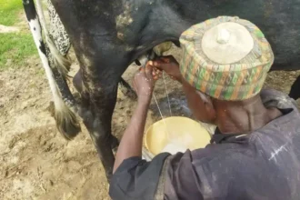 Abubakar Garba milking a cow