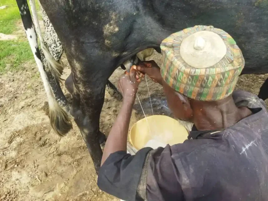 Abubakar Garba milking a cow