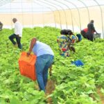 Cucumbers cultivated in a greenhouse. Credit. ACReSAL