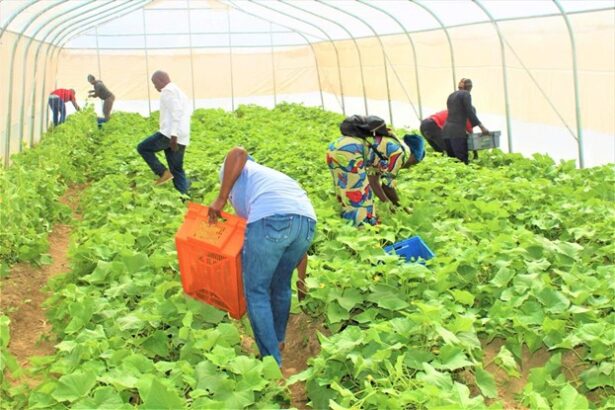 Cucumbers cultivated in a greenhouse. Credit. ACReSAL