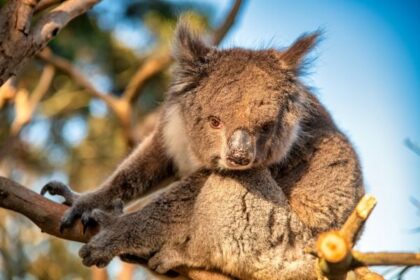 Holohil Grant Program