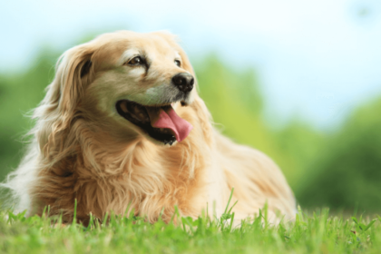 JIVH resources morris foundation