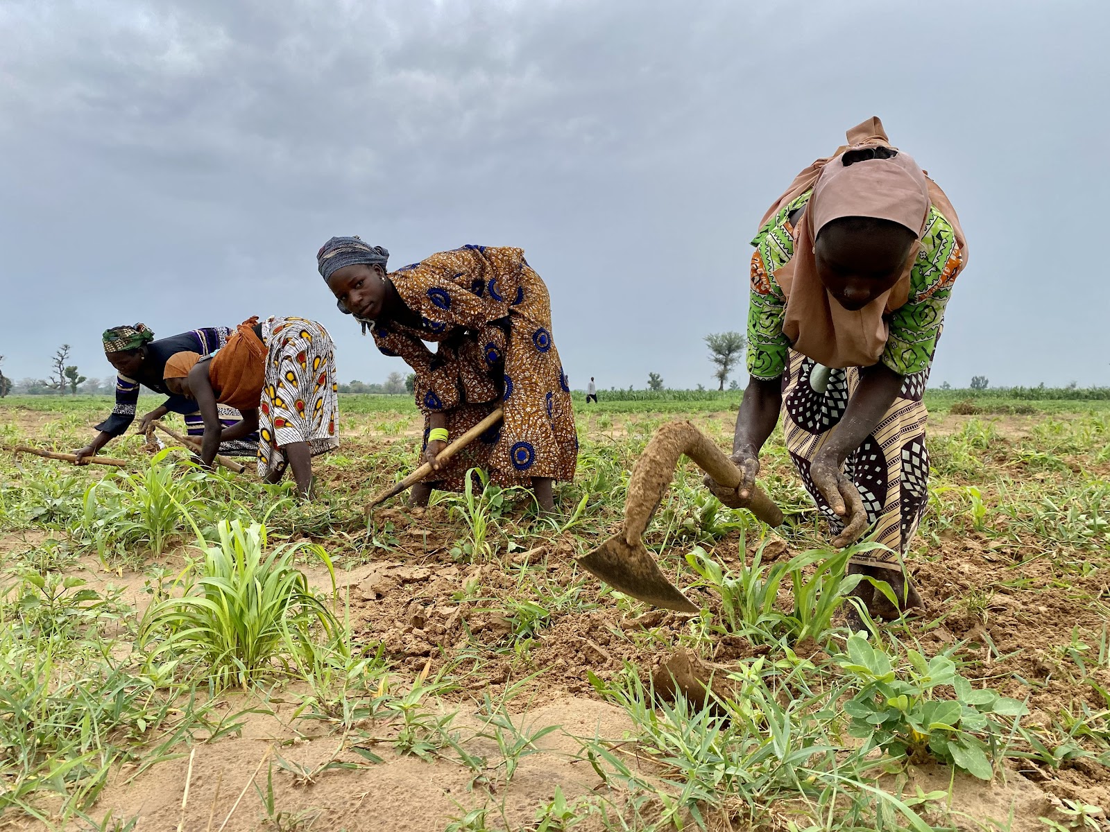 Nigerian farmers.