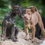 World Rabies Day Awards