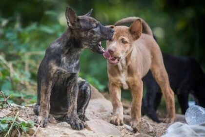 World Rabies Day Awards