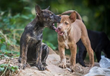 World Rabies Day Awards